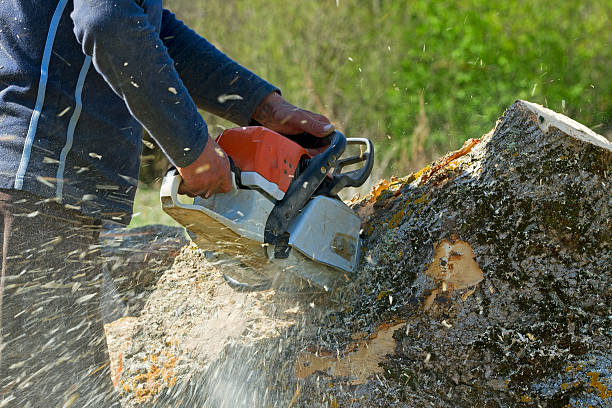 Tree Branch Trimming in North Kensington, MD